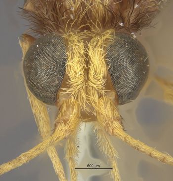 Media type: image;   Entomology 11033 Aspect: head frontal view